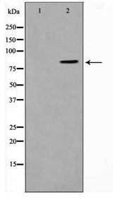 STON1 Antibody - Western blot of K562 cell lysate using STON1 Antibody