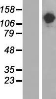 STON1-GTF2A1L Protein - Western validation with an anti-DDK antibody * L: Control HEK293 lysate R: Over-expression lysate