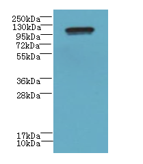 STOX1 Antibody - Western blot. All lanes: STOX1 antibody at 8 ug/ml+Heo-2 whole cell lysate Goat polyclonal to rabbit at 1:10000 dilution. Predicted band size: 111 kDa. Observed band size: 111 kDa.