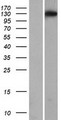 STOX1 Protein - Western validation with an anti-DDK antibody * L: Control HEK293 lysate R: Over-expression lysate