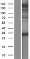 STOX2 Protein - Western validation with an anti-DDK antibody * L: Control HEK293 lysate R: Over-expression lysate