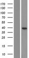 STPG1 Protein - Western validation with an anti-DDK antibody * L: Control HEK293 lysate R: Over-expression lysate