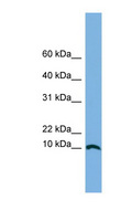 STRA13 Antibody - STRA13 antibody Western blot of A549 cell lysate. This image was taken for the unconjugated form of this product. Other forms have not been tested.