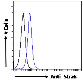 STRA6 Antibody - Stra6 antibody flow cytometric analysis of paraformaldehyde fixed NIH3T3 cells (blue line), permeabilized with 0.5% Triton. Primary incubation 1hr (10ug/ml) followed by Alexa Fluor 488 secondary antibody (1ug/ml). IgG control: Unimmunized goat IgG (black line) followed by Alexa Fluor 488 secondary antibody.
