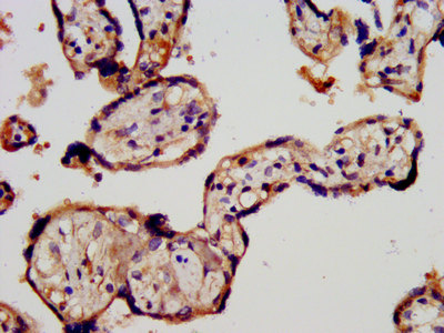 STRA6 Antibody - Immunohistochemistry image at a dilution of 1:300 and staining in paraffin-embedded human placenta tissue performed on a Leica BondTM system. After dewaxing and hydration, antigen retrieval was mediated by high pressure in a citrate buffer (pH 6.0) . Section was blocked with 10% normal goat serum 30min at RT. Then primary antibody (1% BSA) was incubated at 4 °C overnight. The primary is detected by a biotinylated secondary antibody and visualized using an HRP conjugated SP system.