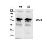 STRA8 Antibody - Western Blot analysis of extracts from NIH-3T3, 293 cells using STRA8 Antibody.