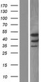 STRADA / LYK5 Protein - Western validation with an anti-DDK antibody * L: Control HEK293 lysate R: Over-expression lysate