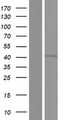 STRADA / LYK5 Protein - Western validation with an anti-DDK antibody * L: Control HEK293 lysate R: Over-expression lysate