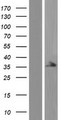 STRADA / LYK5 Protein - Western validation with an anti-DDK antibody * L: Control HEK293 lysate R: Over-expression lysate