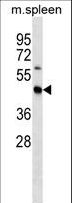 STRADB / ALS2CR2 Antibody - Mouse Stradb Antibody western blot of mouse spleen tissue lysates (35 ug/lane). The Stradb antibody detected the Stradb protein (arrow).