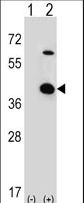 STRAP / MAWD Antibody - Western blot of STRAP (arrow) using rabbit polyclonal STRAP Antibody. 293 cell lysates (2 ug/lane) either nontransfected (Lane 1) or transiently transfected (Lane 2) with the STRAP gene.