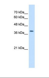 STRAP / MAWD Antibody - HepG2 cell lysate. Antibody concentration: 2.5 ug/ml. Gel concentration: 12%.  This image was taken for the unconjugated form of this product. Other forms have not been tested.