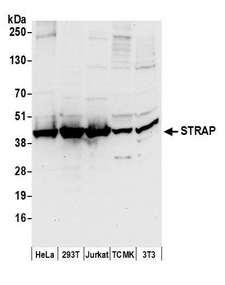 STRAP / MAWD Antibody - Detection of human and mouse STRAP by western blot. Samples: Whole cell lysate (50 µg) from HeLa, HEK293T, Jurkat, mouse TCMK-1, and mouse NIH 3T3 cells prepared using NETN lysis buffer. Antibodies: Affinity purified rabbit anti-STRAP antibody used for WB at 0.1 µg/ml. Detection: Chemiluminescence with an exposure time of 10 seconds.