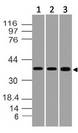 STRAP / MAWD Antibody - Fig-1: Western blot analysis of STRAP. Anti-STRAP antibody was used at 1 µg/ml on (1) Hela, (2) Jurkat and (3) HCT-116 lysates.