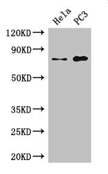 STRBP / SPNR Antibody - Western Blot Positive WB detected in: Hela whole cell lysate, PC-3 whole cell lysate All lanes: STRBP antibody at 2.7µg/ml Secondary Goat polyclonal to rabbit IgG at 1/50000 dilution Predicted band size: 74, 72 kDa Observed band size: 74 kDa