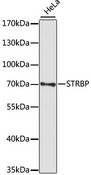 STRBP / SPNR Antibody - Western blot analysis of extracts of HeLa cells, using STRBP antibody at 1:1000 dilution. The secondary antibody used was an HRP Goat Anti-Rabbit IgG (H+L) at 1:10000 dilution. Lysates were loaded 25ug per lane and 3% nonfat dry milk in TBST was used for blocking. An ECL Kit was used for detection and the exposure time was 90s.