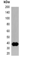 Strep Tag Antibody - Western blot analysis of over-expressed Strep-tagged protein in 293T cell lysate.