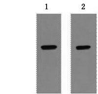 Strep Tag Antibody - Western Blot analysis of 1ug Strep II fusion protein using Strep-Tag Monoclonal Antibody at dilution of 1) 1:5000 2) 1:10000.