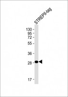 Strep Tag II Antibody - Anti-STREP II TAG Antibody at 1:4000 dilution + A recombinant protein with STREP?-tag Lysates/proteins at 20 µg per lane. Secondary Goat Anti-mouse IgG, (H+L), Peroxidase conjugated at 1/10000 dilution. Predicted band size: 30 kDa Blocking/Dilution buffer: 5% NFDM/TBST.