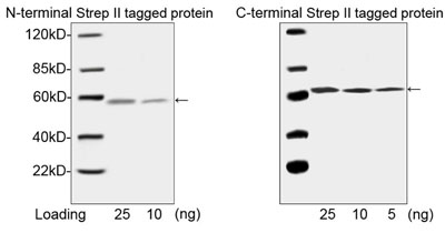Strep Tag II Antibody - Western blot analysis of N-terminal and C-terminal Strep II tagged fusion protein using THE TM NWSHPQFEK Tag Antibody [Biotin], mAb, Mouse The signal was developed with Streptavidin-HRP conjugate and LumiSensor THE TM HRP Substrate Kit