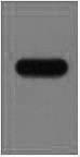 Strep Tag II Antibody - Western Blot analysis of recombinant protein using StrepTag II Monoclonal Antibody at dilution of 1:5000.