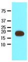 Streptavidin Antibody - Recombinant Streptavidin protein (17kD) were resolved by SDS-PAGE, transferred to NC membrane and probed with anti-Streptavidin (1:2000). Proteins were visualized using a goat anti-mouse secondary antibody conjugated to HRP and an ECL detection system.