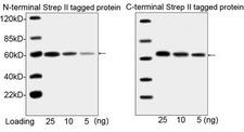 Streptavidin Antibody - Western blot analysis of N-terminal Strep II tagged fusion protein and C-terminal Step II tagged protein using THE TM NWSHPQFEK Tag Antibody [HRP], mAb, Mouse The signal was developed with LumiSensor TM HRP Substrate Kit