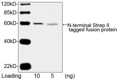 Streptavidin Antibody - Western blot analysis of N-terminal Strep II tagged fusion protein using THE TM NWSHPQFEK Tag Antibody, mAb, Mouse. The signal was developed with IRDye TM 800 Conjugated affinity Purified Goat Anti-Mouse IgG