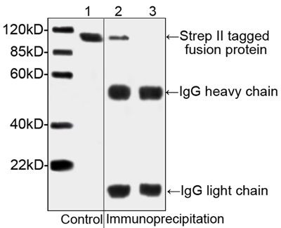 Streptavidin Antibody - Western blot analysis of immunoprecipitates from Strep II tagged protein transfected HEK293 cell lysates using THE TM NWSHPQFEK Tag Antibody, mAb, Mouse. Lane 1: Strep II tagged protein transfected HEK293 cell lysates as input control. Lane 2: Immunoprecipitates of NWSHPQFEK-tagged protein transfected HEK293 cell lysates with THE TM NWSHPQFEK Tag Antibody, mAb, Mouse. Lane 3: Immunoprecipitates of the Non transfected HEK293 cell lysates with THE TM NWSHPQFEK Tag Antibody, mAb, Mouse.