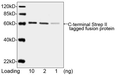 Streptavidin Antibody - Western blot analysis of C-terminal Strep II tagged fusion protein using THE TM NWSHPQFEK Tag Antibody, mAb, Mouse. The signal was developed with IRDye™ 800 Conjugated affinity Purified Goat Anti-Mouse IgG.
