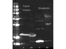 Streptavidin Antibody - Rabbit anti Streptavidin and Biotin conjugated Rabbit anti-trypsin inhibitor antibody were used to detect target proteins Trypsin Inhibitor (left) and Streptavidin (right) under reducing (R) and non-reducing (NR) conditions. Reduced samples of purified target proteins contained 4% BME and were boiled for 5 minutes. Samples of ~1ug of protein per lane were run by SDS-PAGE. Protein was transferred to nitrocellulose and probed with 1:1000 dilution of primary antibody (ON 4 C). Detection shown was using Dylight 649 conjugated Donkey anti rabbit and