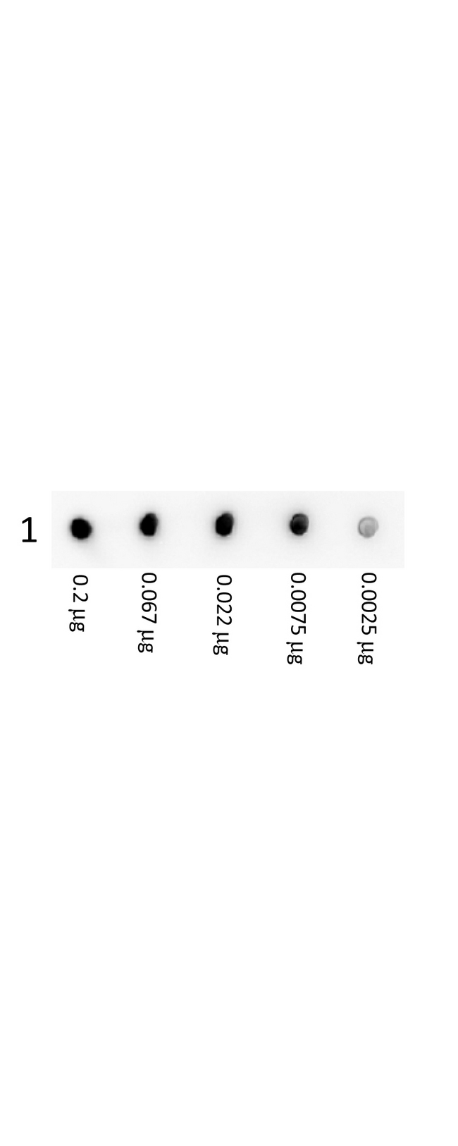 Streptavidin Antibody - Rabbit Anti-Streptavidin Antibody - Dot Blot. Dot Blot showing the detection of Streptavidin. A three-fold serial dilution of DyLight 488 Conjugated Streptavidin starting at 200 ng was spotted onto 0.45 um nitrocellulose and blocked in 1% BSA-TTBS (MB-013, diluted to 1X) 30 min at 20°C. Anti-Streptavidin (RABBIT) Antibody (p/n LS-X35533) was incubated in Blocking Buffer for Fluorescent Western Blot (p/n MB-070) at 1:1000 for 1 Hour at 20°C. An HRP Gt-a-Rb secondary antibody was incubated at 1:40000 for 30 min at 20°C and imaged using the Bio-Rad VersaDoc 4000 MP.