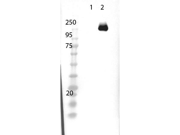 Streptococcus pyogenes CRISPR-associated endonuclease Cas9/Csn1 Antibody - Western Blot of rabbit Anti-Cas9 Antibody. Lane 1: 293T non transfected cell lysate. Lane 2: 293T Cas9 over expressed cell lysate. Load: 15µg per lane. Primary Antibody cas9 used at 1µg/mL using MB-070 overnight at 4°C. Secondary Antibody: goat anti-rabbit HRP at 1:40,000 for 30 min at room temp. Expect: 158kDa.
