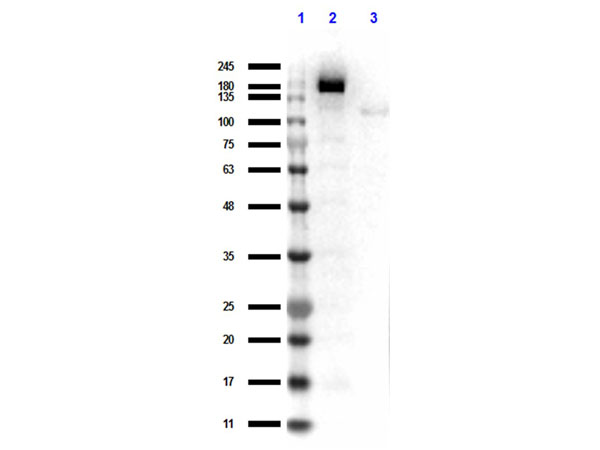 Streptococcus pyogenes CRISPR-associated endonuclease Cas9/Csn1 Antibody - Western Blot results of rabbit Anti-Cas 9 Antibody. Lane 1: Opal Prestained Molecular Weight Ladder Lane 2: HEK/293 Cas9 Over Expressing WCL. Lane 3: HEK/293 non Transfected WCL. Load: 10ul. Primary Antibody: Rabbit Anti-Cas 9 Antibody at 1µg/mL overnight at 4°C. Secondary Antibody: Goat anti-Rabbit HRP at 1:70,000 for 30min at RT. Blocking: BlockOut for 30 min at RT.