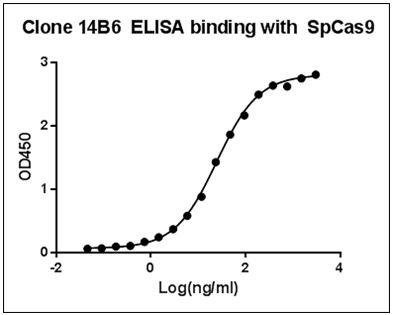 Streptococcus pyogenes CRISPR-associated endonuclease Cas9/Csn1 Antibody - ELISA binding of SpCas9 Antibody (14B6) with recombinant Streptococcus pyogenes CRISPR/Cas9 protein. Coating antigen: SpCas9, 1 ug/ml. SpCas9 antibody dilution start from 3000 ng/ml, EC50= 24.51 ng/ml.