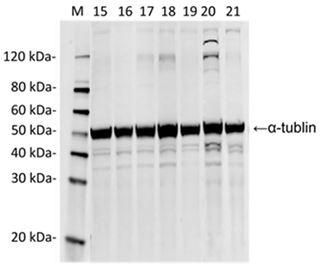 Streptococcus pyogenes CRISPR-associated endonuclease Cas9/Csn1 Antibody - Western Blot analysis of HEK293 transfected with various plasmids with SpCas9 Antibody (14B6). The different HEK293 with transfected with various plasmids indicate the minimum cross reaction of the antibody. Loading: Lane 1: 50µg HEK293 cell lysate transfected with SaCas9(BB)-2A-GFP (J7RUA5, Staphylococcus aureus). Lane 2: 50µg HEK293 cell lysate transfected with StCas9(BB)-2A-GFP (G3ECR1, Streptococcus thermophiles). Lane 3: 50µg HEK293 cell lysate transfected with FnCpf1(BB)-2A-GFP (Francisella tularensis subsp. novicida (strain U112)). Lane 4: 50µg HEK293 cell lysate transfected with LbCpf1(BB)-2A-GFP (Lachnospiraceae bacterium ND2006). Lane 5: 50µg HEK293 cell lysate transfected with AsCpf1(BB)-2A-GFP (Acidaminococcus sp. (strain BV3L6)). Lane 6: 50µg HEK293 cell lysate transfected with pSpCas9(BB)-2A-GFP (PX458, Q99ZW2, Streptococcus pyogenes serotype M1). Lane 7: 50µg HEK293 cell lysate (Non-transfected). Primary Antibody: Lane 1~7: SpCas9 Antibody (14B6) 1 µg/ml. Lane 1~7: Anti-a-tubulin mAb (mouse)(1F4) 0.5µg/ml. Secondary antibody: Goat anti-Mouse IgG (H&L) [IRDye800] 0.125 µg/ml.