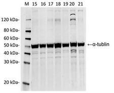 Streptococcus pyogenes CRISPR-associated endonuclease Cas9/Csn1 Antibody - Western Blot analysis of HEK293 transfected with various plasmids with SpCas9 Antibody (14B6). The different HEK293 with transfected with various plasmids indicate the minimum cross reaction of the antibody. Loading: Lane 1: 50µg HEK293 cell lysate transfected with SaCas9(BB)-2A-GFP (J7RUA5, Staphylococcus aureus). Lane 2: 50µg HEK293 cell lysate transfected with StCas9(BB)-2A-GFP (G3ECR1, Streptococcus thermophiles). Lane 3: 50µg HEK293 cell lysate transfected with FnCpf1(BB)-2A-GFP (Francisella tularensis subsp. novicida (strain U112)). Lane 4: 50µg HEK293 cell lysate transfected with LbCpf1(BB)-2A-GFP (Lachnospiraceae bacterium ND2006). Lane 5: 50µg HEK293 cell lysate transfected with AsCpf1(BB)-2A-GFP (Acidaminococcus sp. (strain BV3L6)). Lane 6: 50µg HEK293 cell lysate transfected with pSpCas9(BB)-2A-GFP (PX458, Q99ZW2, Streptococcus pyogenes serotype M1). Lane 7: 50µg HEK293 cell lysate (Non-transfected). Primary Antibody: Lane 1~7: SpCas9 Antibody (14B6) 1 µg/ml. Lane 1~7: Anti-a-tubulin mAb (mouse)(1F4) 0.5µg/ml. Secondary antibody: Goat anti-Mouse IgG (H&L) [IRDye800] 0.125 µg/ml.