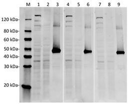 Streptococcus pyogenes CRISPR-associated endonuclease Cas9/Csn1 Antibody - Western Blot of HEK293 transfected with PX458 (pSpCas9(BB)-2A-GFP) or untransfected cell lysates with SpCas9 Antibody (14B6). The different concentration of antibodies indicates the high affinity and sensitivity of the antibody. Lane 1: 50 µg HEK293 transfected with PX458 cell Lysate. Lane 2: 50 µg Untransfected HEK293 cell Lysate. Lane 3: 40 ng SpCas9 recombinant protein. Lane 4: 50 µg HEK293 transfected with PX458 cell Lysate. Lane 5: 50 µg Untransfected HEK293 cell Lysate. Lane 6: 40 ng SpCas9 recombinant protein. Lane 7: 50 µg HEK293 transfected with PX458 cell Lysate. Lane 8: 50 µg Untransfected HEK293 cell Lysate. Lane 9: 40 ng SpCas9 recombinant protein. Primary Antibody: Lane 1~3: SpCas9 Antibody (14B6) 2 µg/ml. Lane 4~6: SpCas9 Antibody (14B6) 1 µg/ml. Lane 7~9: SpCas9 Antibody (14B6) 0.5 µg/ml. Secondary Antibody: Goat anti-Mouse IgG (H&L) [IRDye800] 0.125 µg/ml.