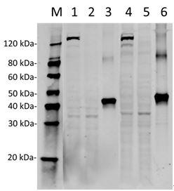 Streptococcus pyogenes CRISPR-associated endonuclease Cas9/Csn1 Antibody - Western Blot of HEK293 transfected with PX458 (pSpCas9(BB)-2A-GFP) or untransfected cell lysates with two independent antibodies: SpCas9 Antibody (4A1) and SpCas9 Antibody (14B6). The correlated pattern indicates the high specificity of these two antibodies. Lane 1: 50 µg HEK293 transfected with PX458 cell Lysate. Lane 2: 50 µg Untransfected HEK293 cell Lysate. Lane 3: 40 ng SpCas9 recombinant protein. Lane 4: 50 µg HEK293 transfected with PX458 cell Lysate. Lane 5: 50 µg Untransfected HEK293 cell Lysate. Lane 6: 40 ng SpCas9 recombinant protein. Primary Antibody: Lane 1~3: SpCas9 Antibody (4A1) 1 µg/ml. Lane 4~6: SpCas9 Antibody (14B6) 1 µg/ml. Secondary Antibody: Goat anti-Mouse IgG (H&L) [IRDye800] 0.125 µg/ml.