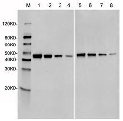 Streptococcus pyogenes CRISPR-associated endonuclease Cas9/Csn1 Antibody - Western Blot of recombinant Streptococcus pyogenes CRISPR/Cas9 protein with two independent antibodies: SpCas9 Antibody (4A1) and SpCas9 Antibody (14B6). The correlated pattern indicates the high specificity of these two antibodies. Lane 1: 50 ng SpCas9 recombinant protein. Lane 2: 25 ng SpCas9 recombinant protein. Lane 3: 10 ng SpCas9 recombinant protein. Lane 4: 5 ng SpCas9 recombinant protein. Lane 5: 50 ng SpCas9 recombinant protein. Lane 6: 25 ng SpCas9 recombinant protein. Lane 7: 10 ng SpCas9 recombinant protein. Lane 8: 5 ng SpCas9 recombinant protein. Primary Antibody: Lane 1~4: SpCas9 Antibody (4A1) 1 µg/ml. Lane 5~8: SpCas9 Antibody (14B6) 1 µg/ml. Secondary Antibody: Goat anti-Mouse IgG (H&L) [IRDye800] 0.125 µg/ml.