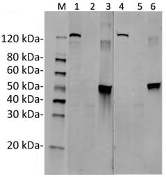 Streptococcus pyogenes CRISPR-associated endonuclease Cas9/Csn1 Antibody - Western Blot of Hela transfected with PX458 (SaCas9(BB)-2A-GFP) or untransfected cell lysates with two independent antibodies: SaCas9 Antibody (11C12) and SaCas9 Antibody (26H10). The correlated pattern indicates the high specificity of these two antibodies. Predicted band size: 124 kDa. Predicted band size of recombinant protein: 47.5 kDa. Loading: Lane 1: 50 µg Hela transfected with SaCas9(BB)-2A-GFP cell Lysate. Lane 2: 50 µg Untransfected Hela cell Lysate. Lane 3: 40 ng SaCas9 recombinant protein. Lane 4: 50 µg Hela transfected with SaCas9(BB)-2A-GFP cell Lysate. Lane 5: 50 µg Untransfected Hela cell Lysate. Lane 6: 40 ng SaCas9 recombinant protein. Primary Antibody: Lane 1~3: SaCas9 Antibody (11C12) 1 µg/ml. Lane 4~6: SaCas9 Antibody (26H10) 1 µg/ml. Secondary Antibody: Goat anti-Mouse IgG (H&L) [IRDye800] 0.125 µg/ml.