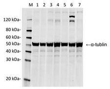 Streptococcus pyogenes CRISPR-associated endonuclease Cas9/Csn1 Antibody - Western Blot analysis of HEK293 transfected with various plasmids with SpCas9 Antibody (4A1). The different HEK293 with transfected with various plasmids indicate the minimum cross reaction of the antibody. Loading: Lane 1: 50µg HEK293 cell lysate transfected with SaCas9(BB)-2A-GFP (J7RUA5, Staphylococcus aureus). Lane 2: 50µg HEK293 cell lysate transfected with StCas9(BB)-2A-GFP (G3ECR1, Streptococcus thermophiles). Lane 3: 50µg HEK293 cell lysate transfected with FnCpf1(BB)-2A-GFP (A0Q7Q2, Francisella tularensis subsp. novicida (strain U112)). Lane 4: 50µg HEK293 cell lysate transfected with LbCpf1(BB)-2A-GFP ( Lachnospiraceae bacterium ND2006). Lane 5: 50µg HEK293 cell lysate transfected with AsCpf1(BB)-2A-GFP (U2UMQ6, Acidaminococcus sp. (strain BV3L6)). Lane 6: 50µg HEK293 cell lysate transfected with pSpCas9(BB)-2A-GFP (Streptococcus pyogenes serotype M1). Lane 7: 50µg HEK293 cell lysate (Non-transfected). Primary Antibody: Lane 1~7: SpCas9 Antibody (4A1) 1 µg/ml. Lane 1~7: Anti-a-tubulin mAb (mouse)(1F4) 0.5µg/ml. Secondary antibody: Goat anti-Mouse IgG (H&L) [IRDye800] 0.125 µg/ml.