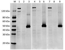 Streptococcus pyogenes CRISPR-associated endonuclease Cas9/Csn1 Antibody - Western Blot of HEK293 transfected with PX458 (pSpCas9(BB)-2A-GFP) or untransfected cell lysates with SpCas9 Antibody (4A1). The different concentration of antibodies indicates the high affinity and sensitivity of the antibody. Lane 1: 50 µg HEK293 transfected with PX458 cell Lysate. Lane 2: 50 µg Untransfected HEK293 cell Lysate. Lane 3: 40 ng SpCas9 recombinant protein. Lane 4: 50 µg HEK293 transfected with PX458 cell Lysate. Lane 5: 50 µg Untransfected HEK293 cell Lysate. Lane 6: 40 ng SpCas9 recombinant protein. Lane 7: 50 µg HEK293 transfected with PX458 cell Lysate. Lane 8: 50 µg Untransfected HEK293 cell Lysate. Lane 9: 40 ng SpCas9 recombinant protein. Primary Antibody: Lane 1~3: SpCas9 Antibody (4A1) 2 µg/ml. Lane 4~6: SpCas9 Antibody (4A1) 1 µg/ml. Lane 7~9: SpCas9 Antibody (4A1) 0.5 µg/ml. Secondary Antibody: Goat anti-Mouse IgG (H&L) [IRDye800] 0.125 µg/ml.