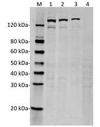 Streptococcus pyogenes CRISPR-associated endonuclease Cas9/Csn1 Antibody - Western Blot of HEK293 transfected with PX458 (pSpCas9(BB)-2A-GFP) or untransfected cell lysates with SpCas9 Antibody (4A1). The different concentration of cell lysates indicates the high affinity and sensitivity of the antibody. Lane 1: 50 µg HEK293 transfected with PX458 cell Lysate. Lane 2: 25 µg HEK293 transfected with PX458 cell Lysate. Lane 3: 10 µg HEK293 transfected with PX458 cell Lysate. Lane 4: 50 µg Untransfected HEK293 cell Lysate. Primary Antibody: SpCas9 Antibody (4A1) 1 µg/ml. Secondary Antibody: Goat anti-Mouse IgG (H&L) [IRDye800] 0.125 µg/ml.