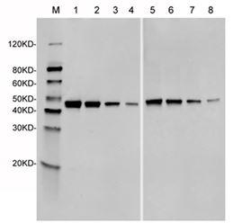 Streptococcus pyogenes CRISPR-associated endonuclease Cas9/Csn1 Antibody - Western Blot of recombinant Streptococcus pyogenes CRISPR/Cas9 protein with two independent antibodies: SpCas9 Antibody (4A1) and SpCas9 Antibody (14B6). The correlated pattern indicates the high specificity of these two antibodies. Lane 1: 50 ng SpCas9 recombinant protein. Lane 2: 25 ng SpCas9 recombinant protein. Lane 3: 10 ng SpCas9 recombinant protein. Lane 4: 5 ng SpCas9 recombinant protein. Lane 5: 50 ng SpCas9 recombinant protein. Lane 6: 25 ng SpCas9 recombinant protein. Lane 7: 10 ng SpCas9 recombinant protein. Lane 8: 5 ng SpCas9 recombinant protein. Primary Antibody: Lane 1~4: SpCas9 Antibody (4A1) 1 µg/ml. Lane 5~8: SpCas9 Antibody (14B6) 1 µg/ml. Secondary Antibody: Goat anti-Mouse IgG (H&L) [IRDye800] 0.125 µg/ml.