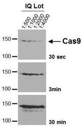 Streptococcus pyogenes CRISPR-associated endonuclease Cas9/Csn1 Antibody - Anti S. Pyogenes CRISPR/Cas9, clone 7A9