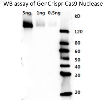 Streptococcus pyogenes CRISPR-associated endonuclease Cas9/Csn1 Antibody - High Sensitivity: GenCrispr Cas9 antibody can detect as low as 0.5 ng GenCrispr Cas9 nuclease. GenCrispr Cas9 protein was loaded on a gel as indicated and then detected by Western blot using GenCrispr Cas9 antibody (1:3000 dilution) and Goat Anti-Rabbit IgG (H&L) [HRP],pAb (1: 10000 dilution).