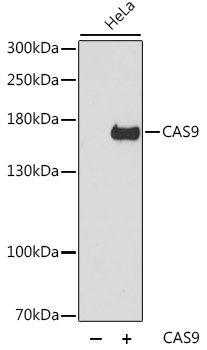 Streptococcus pyogenes CRISPR-associated endonuclease Cas9/Csn1 Antibody - Western blot analysis of extracts of wild HeLa cells and Hela transfected with cas9, using CAS9 antibody at 1:5000 dilution. The secondary antibody used was an HRP Goat Anti-Rabbit IgG (H+L) at 1:10000 dilution. Lysates were loaded 25ug per lane and 3% nonfat dry milk in TBST was used for blocking. An ECL Kit was used for detection and the exposure time was 1s.