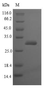 Beta-lactamase inhibitory protein Protein - (Tris-Glycine gel) Discontinuous SDS-PAGE (reduced) with 5% enrichment gel and 15% separation gel.