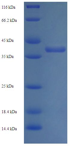 hup1/DNA-Binding Protein HU 1 Protein